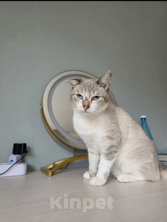 Кошки в Калтане: Отдам котика Мальчик, Бесплатно - фото 4