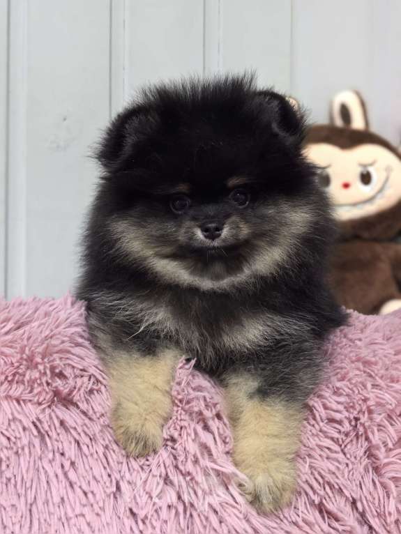 Собаки в Москве: Девочка черно подпалая Девочка, 60 000 руб. - фото 9