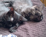 Кошки в Твери: Котята Девочка, Бесплатно - фото 2