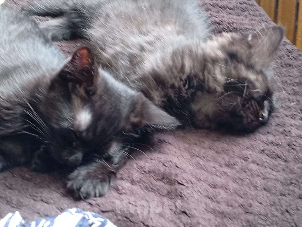 Кошки в Твери: Котята Девочка, Бесплатно - фото 2