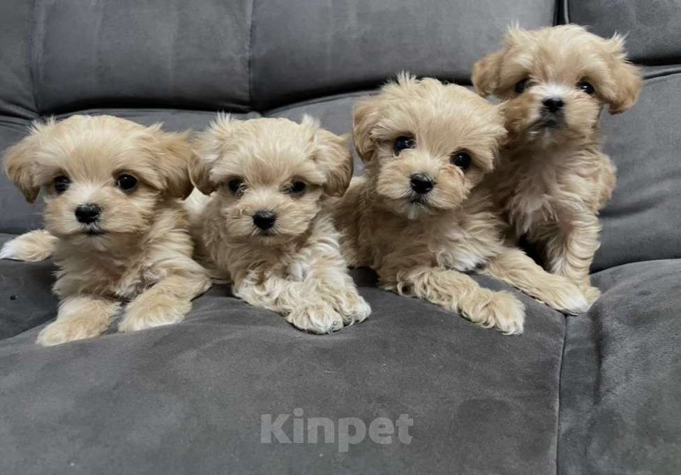 Собаки в Санкт-Петербурге: Маленькие комочки счастья - МАЛЬТИПУ F 1 Девочка, 150 000 руб. - фото 5