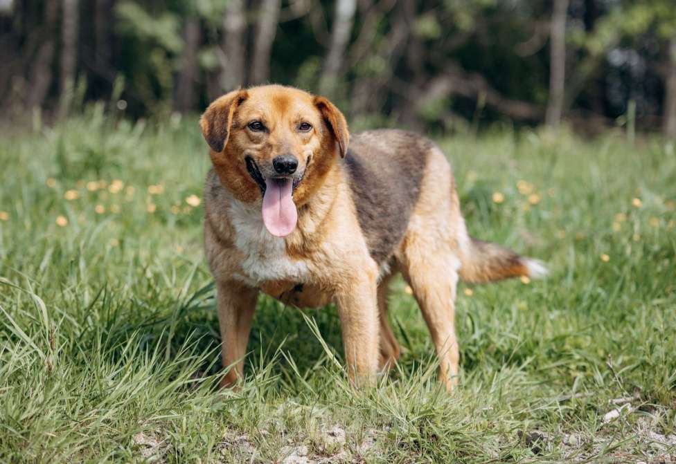 Собаки в Москве: Компактный домашний пёсик в поисках дома.  Мальчик, Бесплатно - фото 3