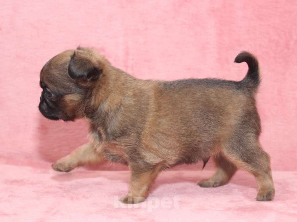 Собаки в Санкт-Петербурге: Щенок пти брабансона  Мальчик, 80 000 руб. - фото 6