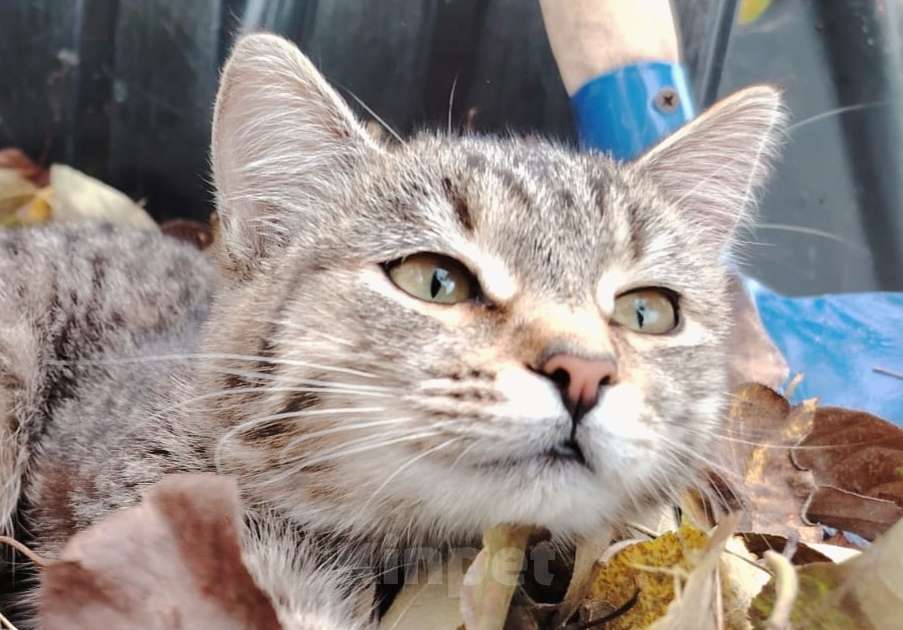 Кошки в других городах Башкортостана: Обаятельная девчушка Девочка, 500 руб. - фото 2