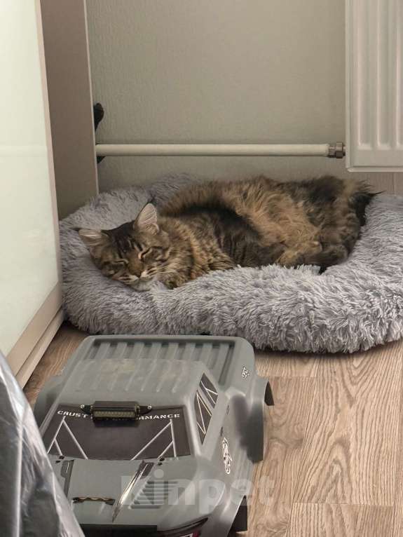 Кошки в Санкт-Петербурге: Котёнок мейн-кун Мальчик, 30 000 руб. - фото 1