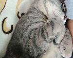 Кошки в Тюмени: Отдам котика в хорошие руки  Мальчик, 1 руб. - фото 1