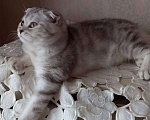 Кошки в Москве: Продажа котенка  Девочка, 35 000 руб. - фото 4