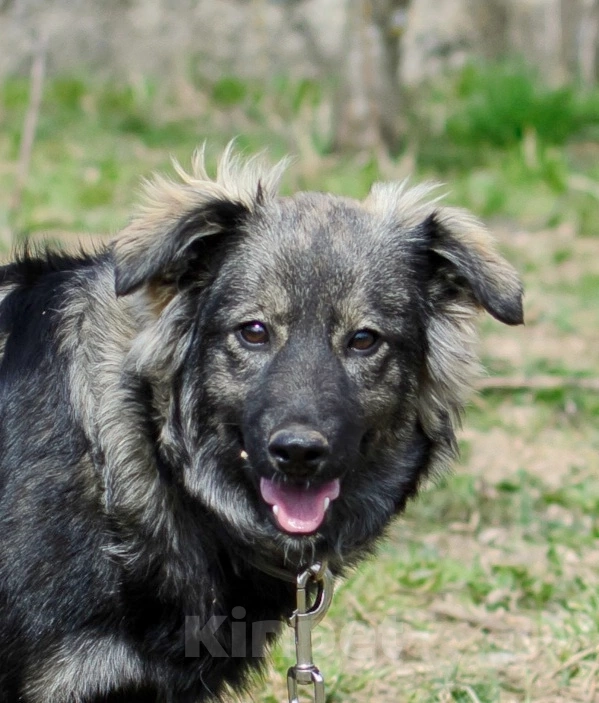 Собаки в других городах Московской области: Мишелька- вермишелька в поисках хозяина. Девочка, Бесплатно - фото 2