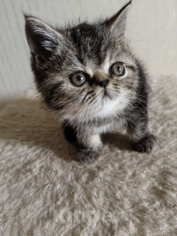 Кошки в Нижнем Новгороде: Котята породы Экзотическая короткошёрстная Мальчик, 12 000 руб. - фото 4