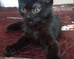 Кошки в других городах Московской области: Котята в добрые руки Мальчик, Бесплатно - фото 8