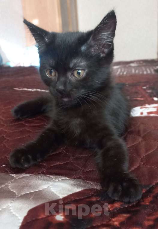 Кошки в других городах Московской области: Котята в добрые руки Мальчик, Бесплатно - фото 8