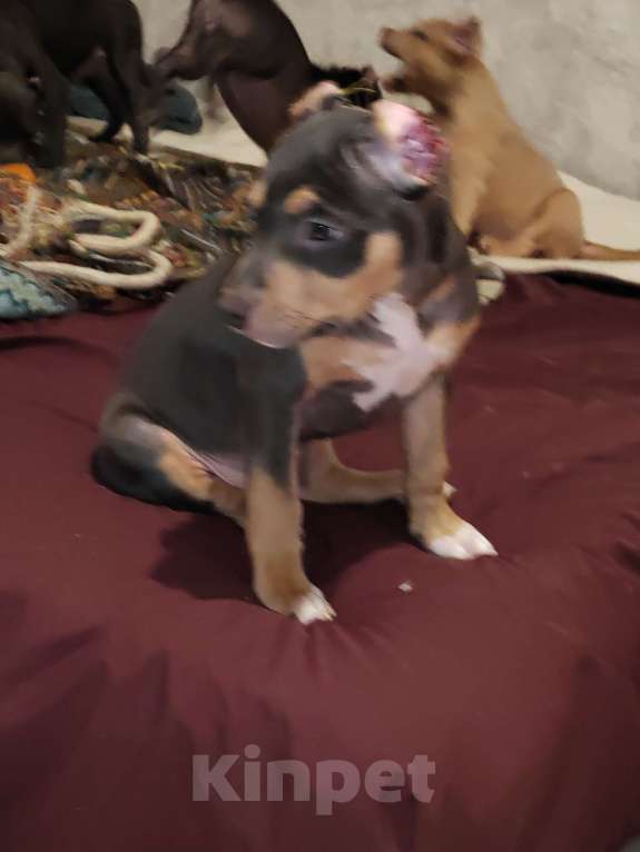 Собаки в Мурином: Девочка Дея ищет семью Девочка, 100 000 руб. - фото 6