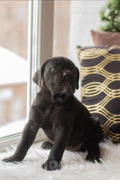 Собаки в Москве: Мальчик Кане-Корсо  Мальчик, 75 000 руб. - фото 2