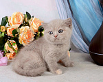 Кошки в Мурином: Британская кошечка окраса лиловый черепаховый Девочка, 30 000 руб. - фото 2