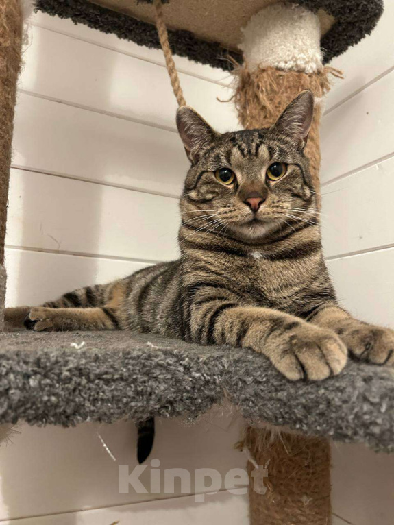 Кошки в Москве: Котик Марс ищет дом Мальчик, Бесплатно - фото 1