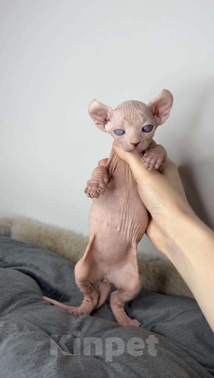 Кошки в Самаре: Котёнок эльф Девочка, 90 000 руб. - фото 7