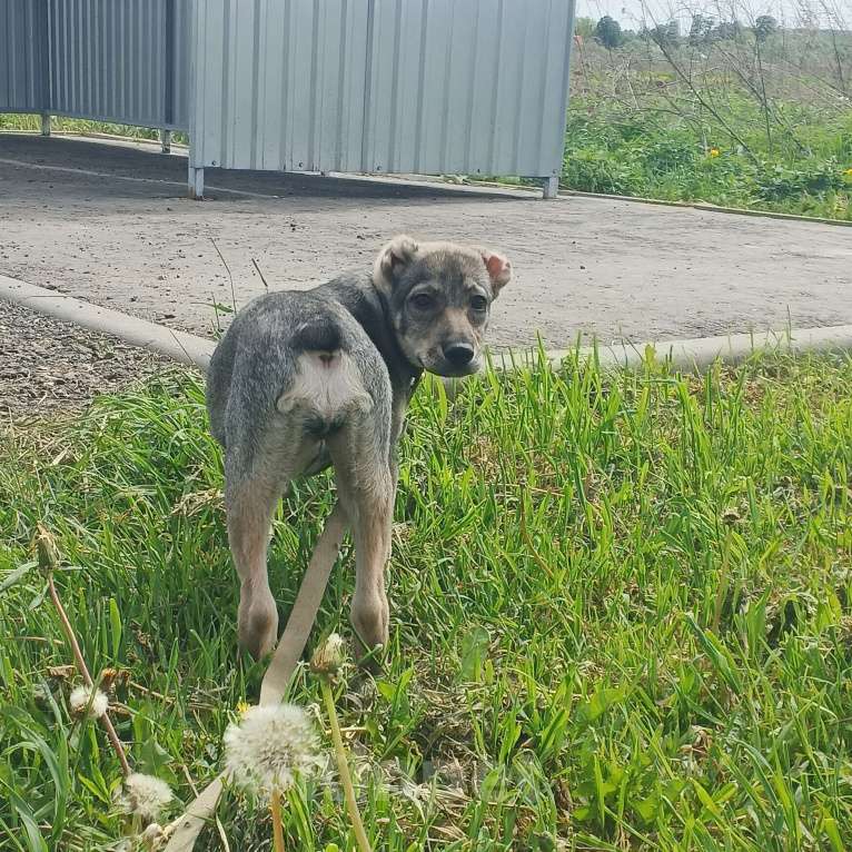 Собаки в Москве: Мини собака в добрые руки.  Девочка, 1 руб. - фото 9