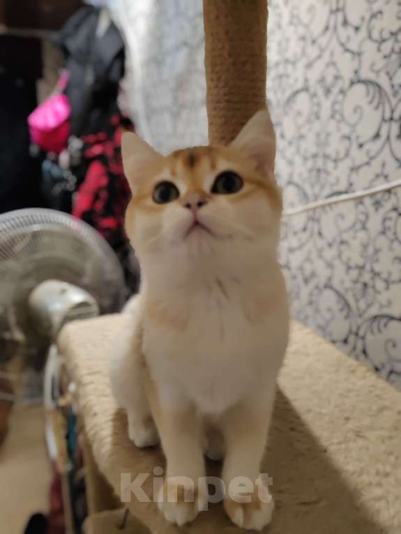 Кошки в Владивостоке: Шотландская золотая шиншилла Девочка, 40 000 руб. - фото 4