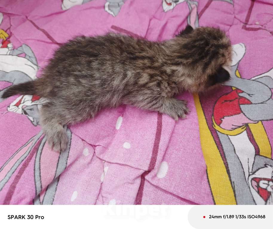 Кошки в Ставрополе: Котята Шотландская шиншилла Мальчик, 10 000 руб. - фото 2