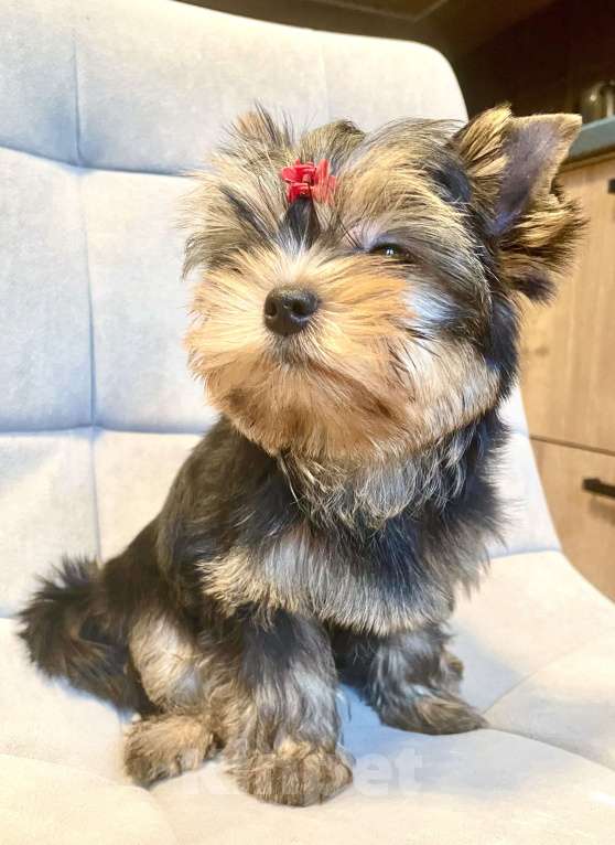 Собаки в Москве: Щенок Йорка  Мальчик, 60 000 руб. - фото 2