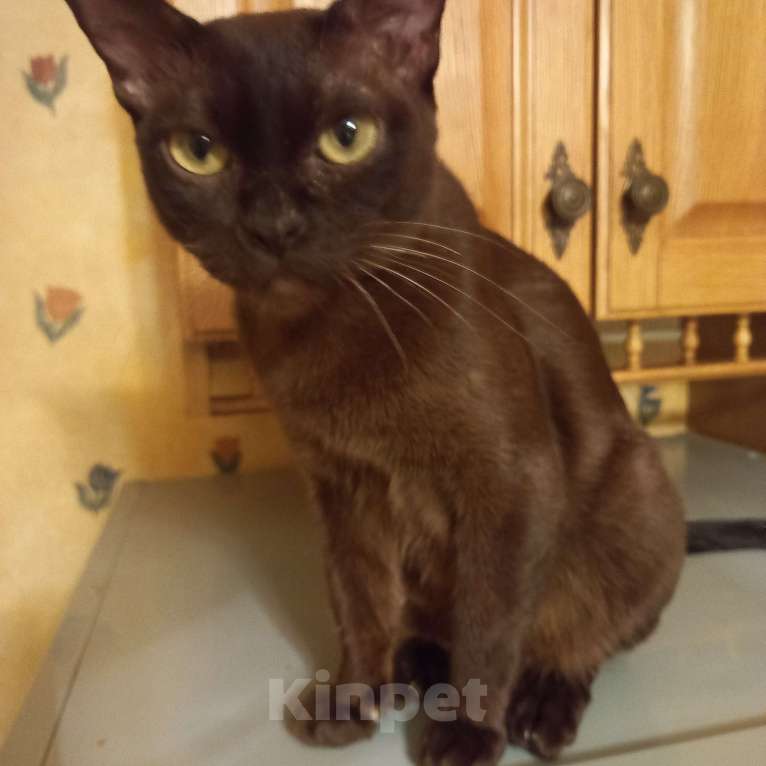 Кошки в Санкт-Петербурге: Бурманская девочка. Девочка, 5 000 руб. - фото 7