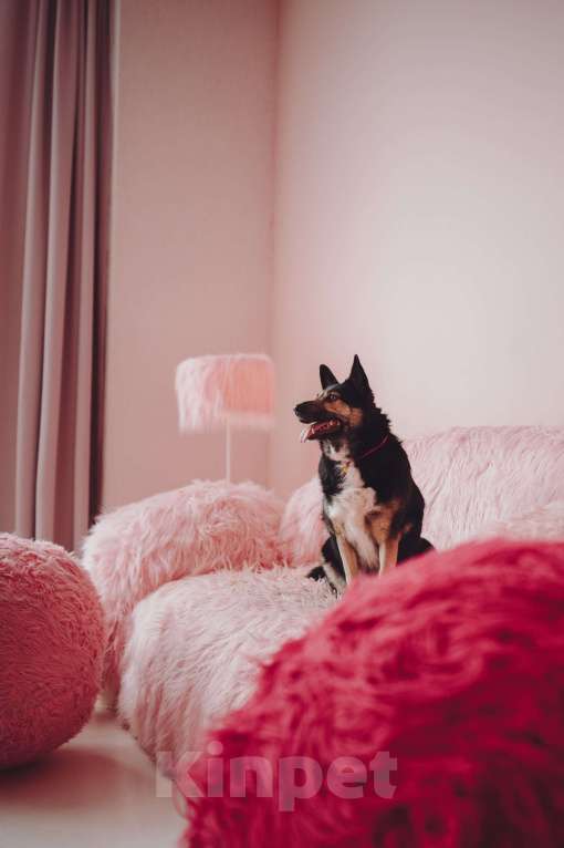 Собаки в Москве: Макена — идеальный идеал собаки Девочка, Бесплатно - фото 4