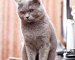 Кошки в Наро-Фоминске: Вязка, Шотландский кот, 2 600 руб. - фото 2