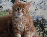 Кошки в Добрянке: Мейн кун, 40 000 руб. - фото 6