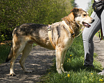 Собаки в Бронницах: Нежнющий Купер Мальчик, Бесплатно - фото 20