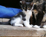 Кошки в Москве: Симпатичные котята Девочка, 99 руб. - фото 5