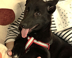 Собаки в Москве: Щенок бесплатно в Москве Девочка, Бесплатно - фото 5