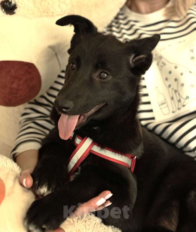 Собаки в Москве: Щенок бесплатно в Москве Девочка, Бесплатно - фото 5