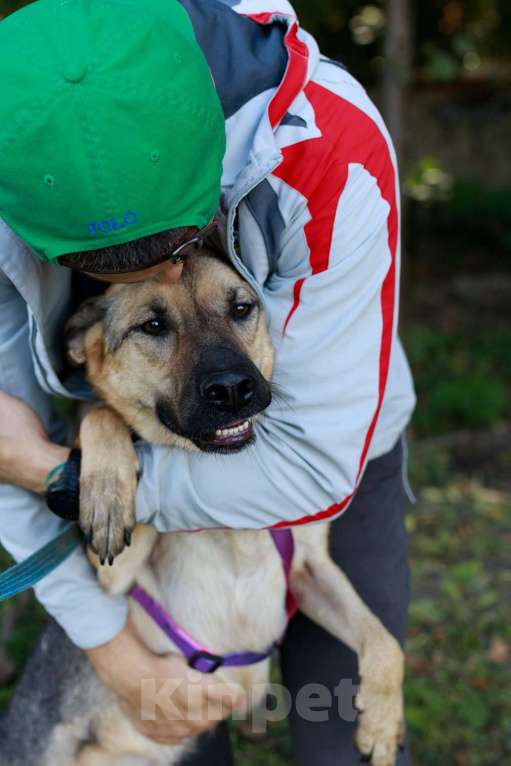 Собаки в Москве: Мила самая милая и добрая собака ищет дом! Девочка, Бесплатно - фото 2