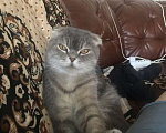 Кошки в Ростове-на-Дону: Пропал серый кот Мальчик, 5 000 руб. - фото 1