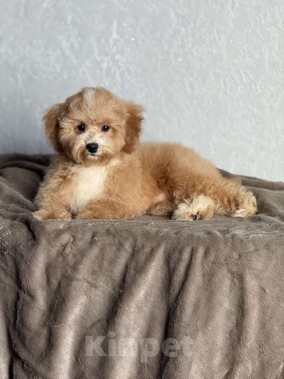 Собаки в Новосибирске: Щенок мальтипу, девочка Девочка, 80 000 руб. - фото 3
