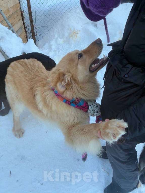Собаки в Москве: Мягкий и пушистый Лучик ищет дом! Мальчик, Бесплатно - фото 7