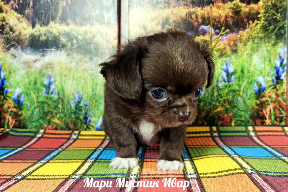 Собаки в Санкт-Петербурге: Мари Мистик Ивар кукольный мальчик чихуахуа Мальчик, 100 000 руб. - фото 4