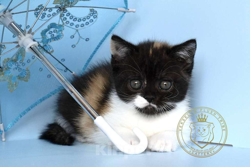 Кошки в Люберцах: Британский котенок Девочка, 20 000 руб. - фото 3