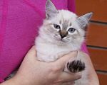 Кошки в Краснодаре: Котята Невская маскарадная color point blue пушистый кот Мальчик, 26 000 руб. - фото 8