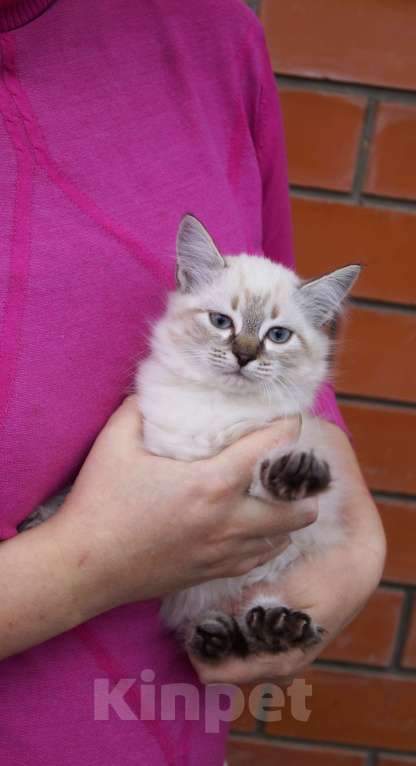 Кошки в Краснодаре: Котята Невская маскарадная color point blue пушистый кот Мальчик, 26 000 руб. - фото 8