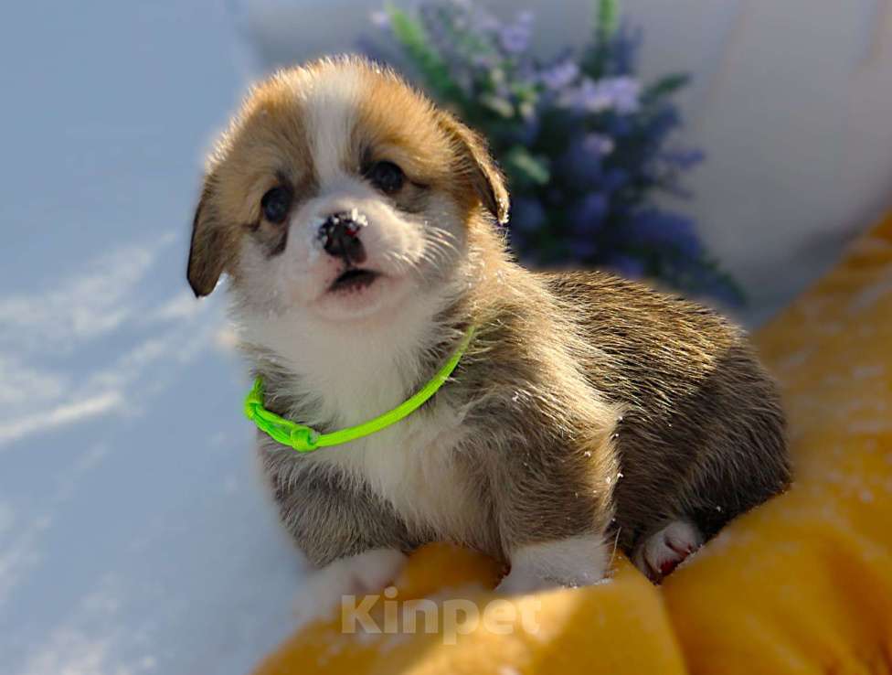 Собаки в других городах Московской области: Щенок кобель вельш корги пемброк Мальчик, 60 000 руб. - фото 2