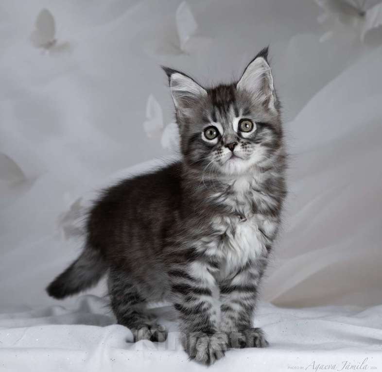 Кошки в Москве: Аврора - сама нежность Девочка, 130 000 руб. - фото 2