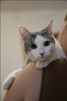 Котенок в добрые руки