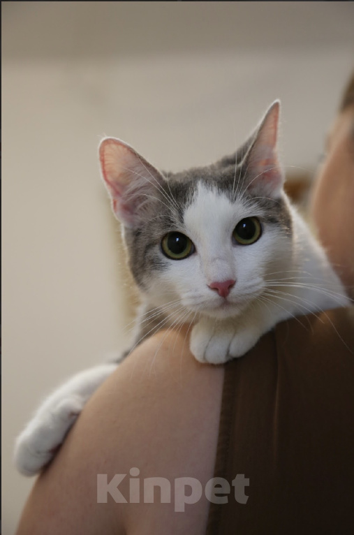 Кошки в Москве: Котенок в добрые руки Девочка, Бесплатно - фото 1