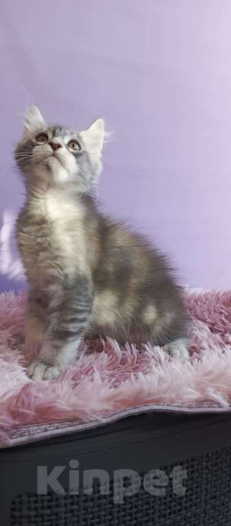 Кошки в Москве: Принц Мальчик, 45 000 руб. - фото 3