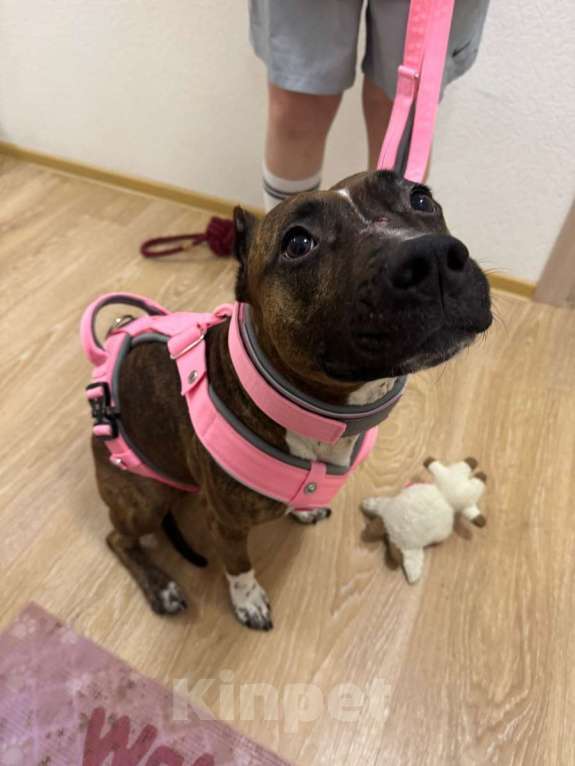 Собаки в Санкт-Петербурге: Питбуль Мунна ищет дом! Девочка, Бесплатно - фото 8