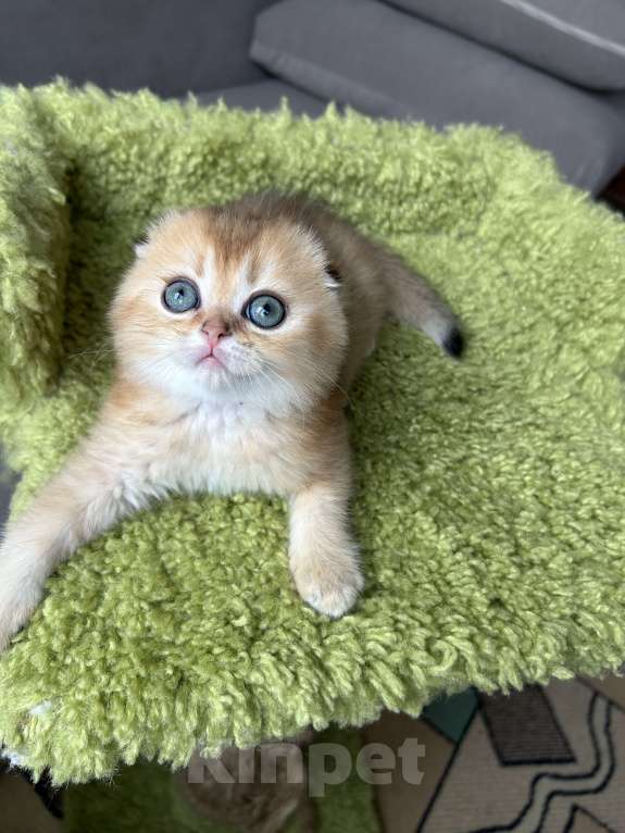 Кошки в Нижнем Новгороде: Шотландский котик Мальчик, 35 000 руб. - фото 1