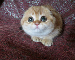 Кошки в Москве: шотландская  кошечка  -золотая шиншилла Девочка, 70 000 руб. - фото 4