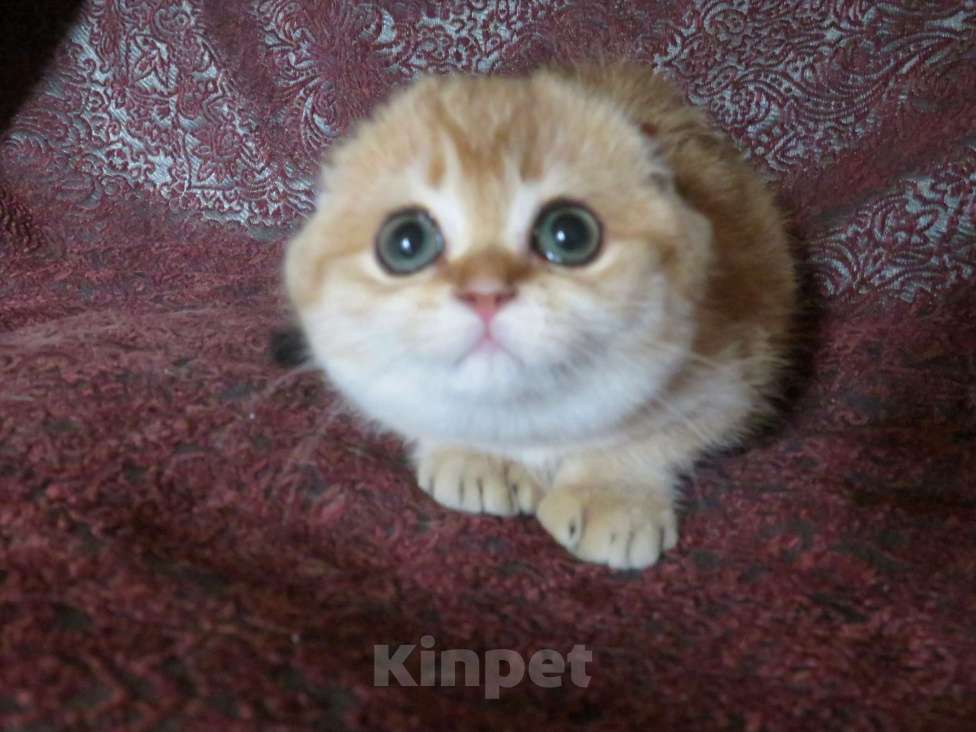 Кошки в Москве: шотландская  кошечка  -золотая шиншилла Девочка, 70 000 руб. - фото 4