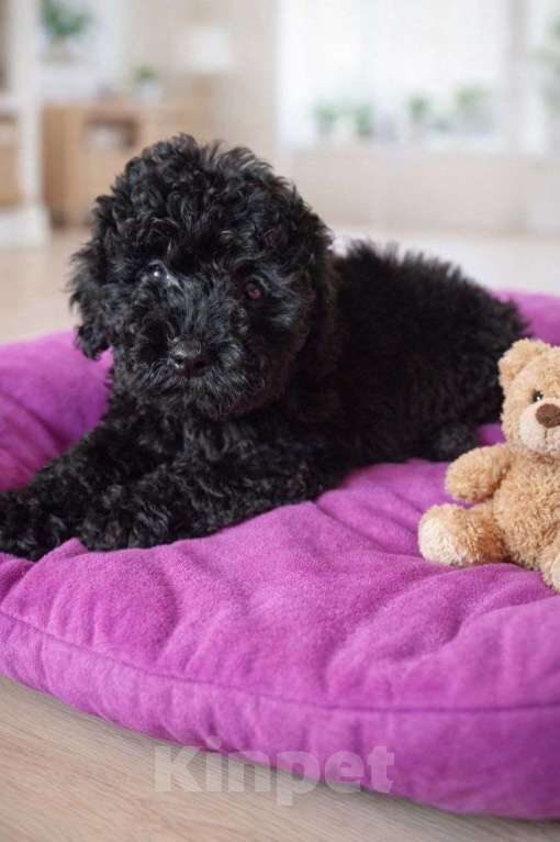 Собаки в Туле: Щенки пуделя Разнополые, 45 000 руб. - фото 10